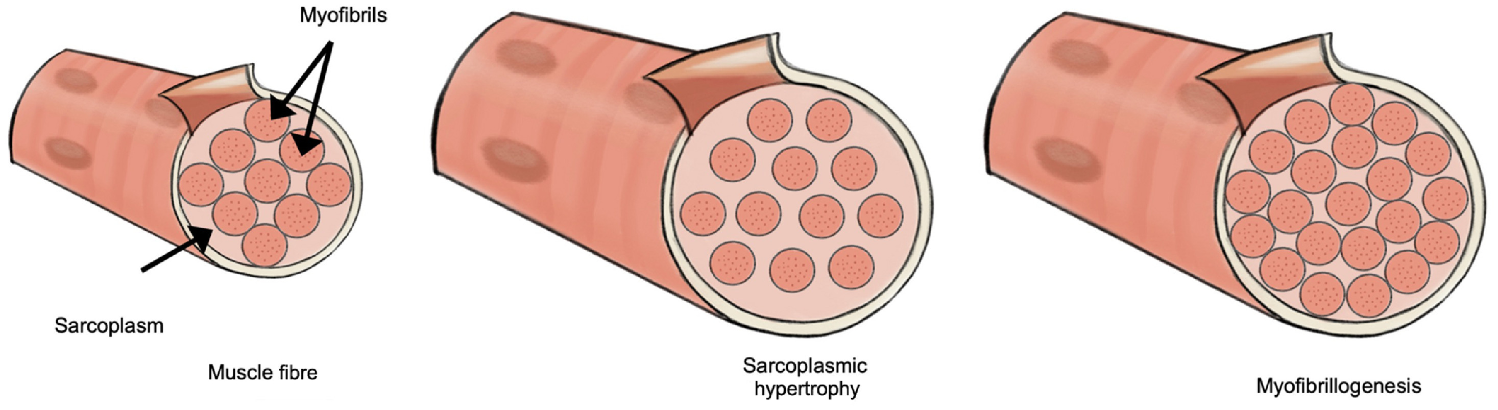 imagem 2 2025 PHILLIPS Load-induced human skeletal muscle hypertrophy- Mechanisms, myths, and misconceptions