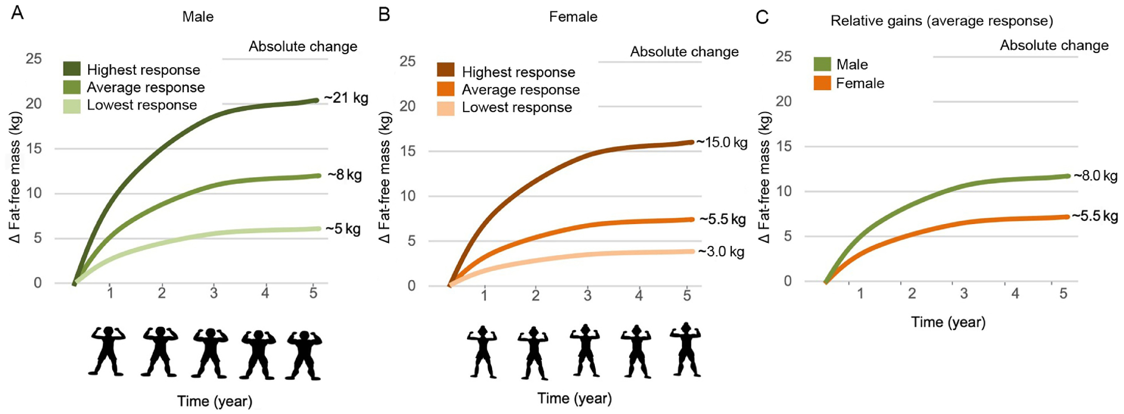 imagem 4 2025 PHILLIPS Load-induced human skeletal muscle hypertrophy- Mechanisms, myths, and misconceptions