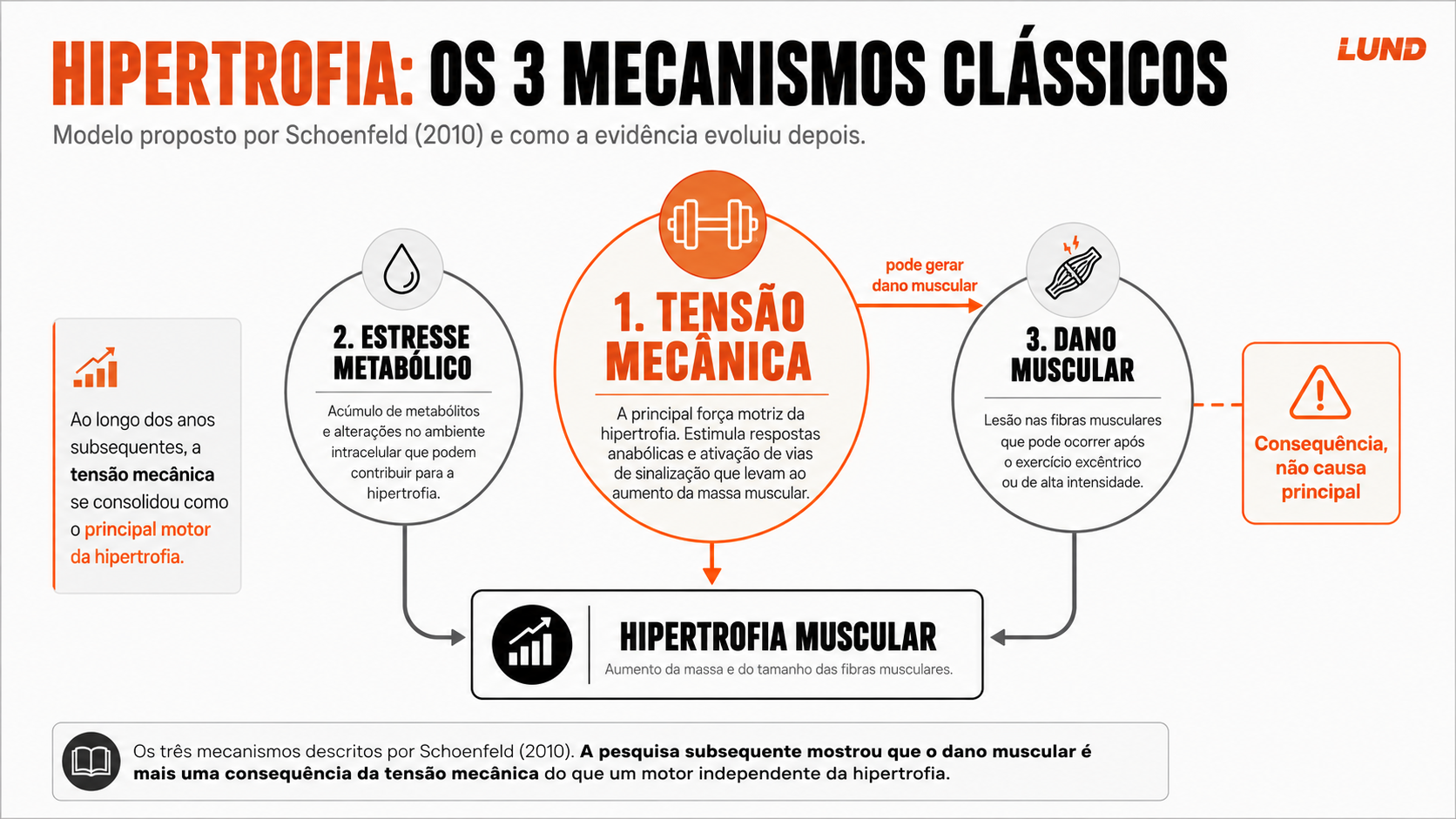 Esquema dos três mecanismos da hipertrofia