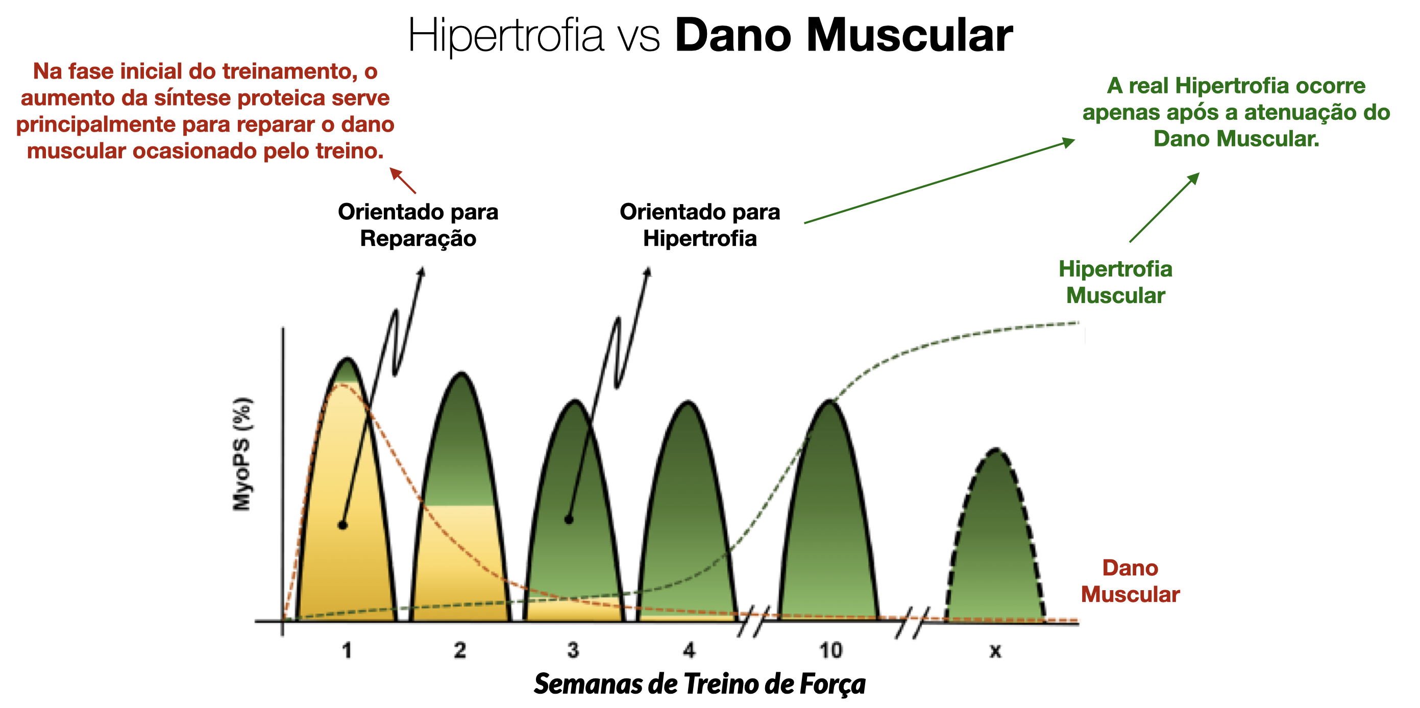 Hipertrofia vs Dano Muscular