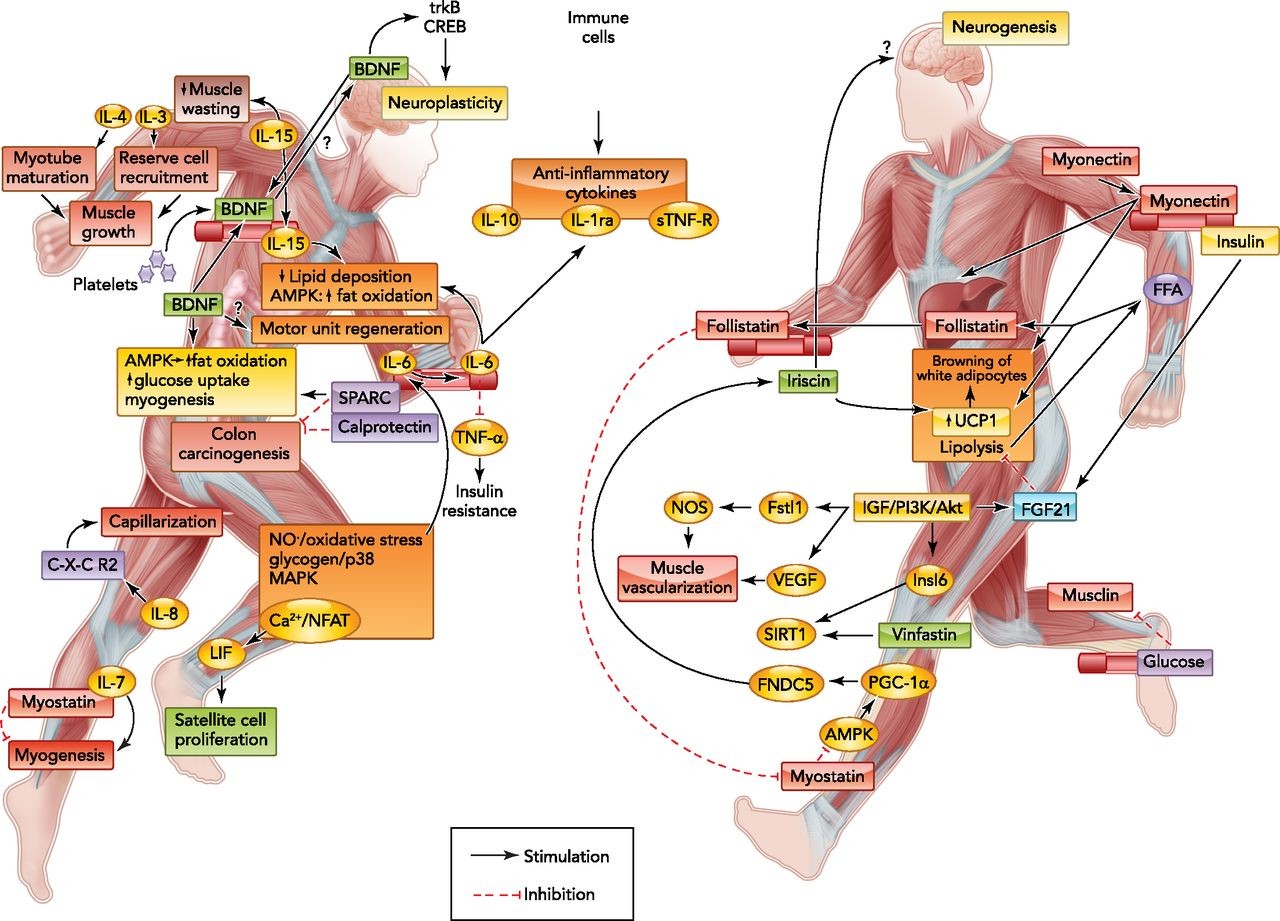 images_large_phy0051301710002