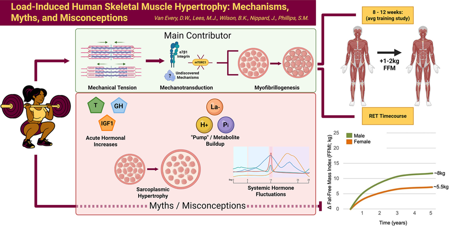 Resumo 2025 PHILLIPS Load-induced human skeletal muscle hypertrophy- Mechanisms, myths, and misconceptions 