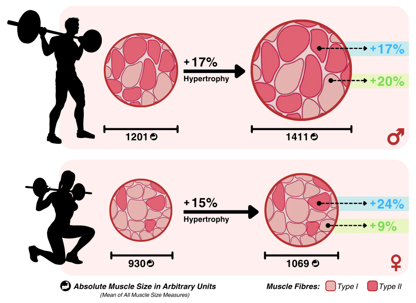 Graphical-overview-of-absolute-and-relative-changes-in-muscle-size-including-muscle